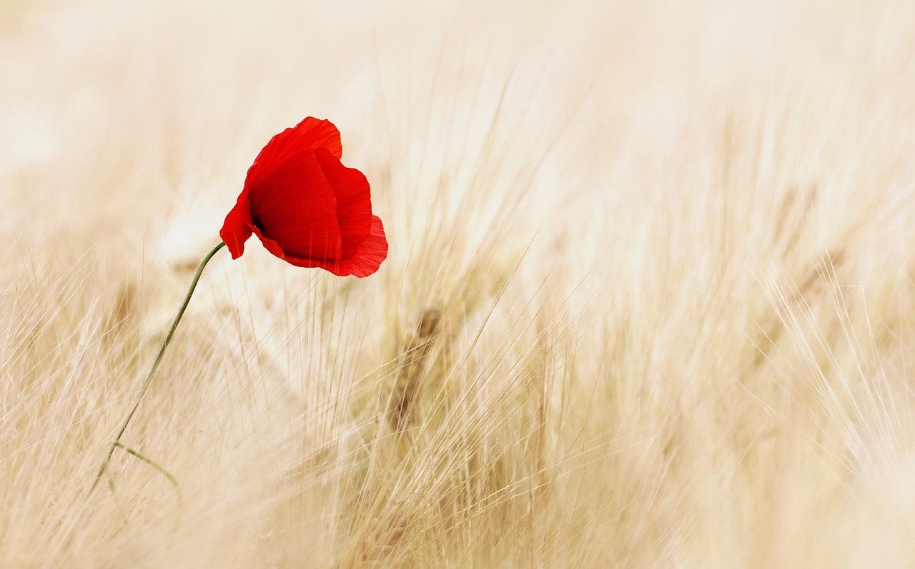 flower, beautiful flowers, poppy, field, red flower, flower background, bloom, blossom, flower wallpaper, flowering plant, flora, nature